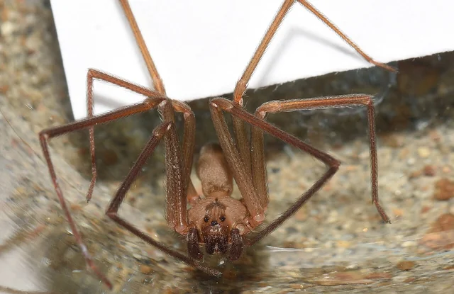 Arana reclusa parda (Loxosceles reclusa) adulta con marca de violin caracteristica en cefalotorax