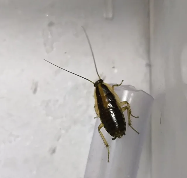 Cucaracha alemana (Blattella germanica) adulta vista dorsal mostrando las dos franjas oscuras paralelas del pronoto