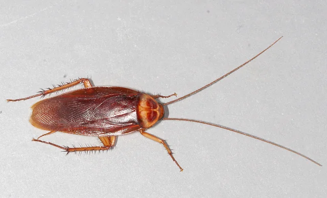 Cucaracha americana (Periplaneta americana) adulta vista dorsal, 35–40 mm, marrón rojizo con halo amarillento en el pronoto