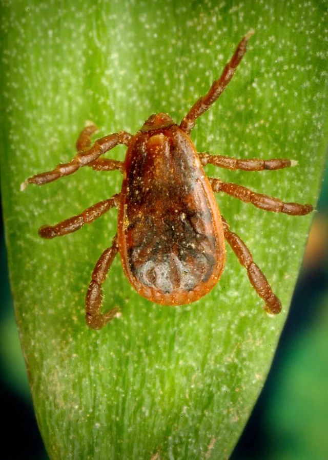 Garrapata marron (Rhipicephalus sanguineus) adulta hembra repleta tras alimentarse de sangre