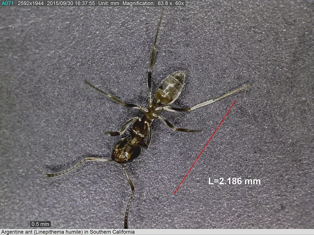 Hormiga argentina (Linepithema humile) obrera vista lateral, color marrón claro uniforme