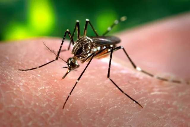 Mosquito Aedes aegypti hembra (Aedes aegypti) picando sobre piel humana — vector de dengue, zika y chikungunya