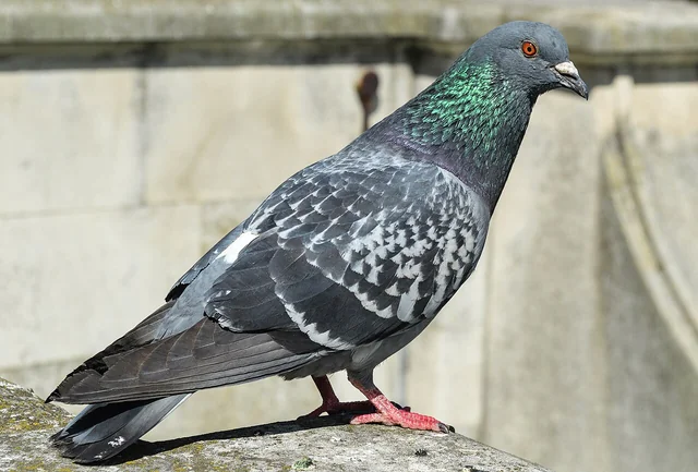 Paloma urbana (Columba livia domestica) adulta en ambiente urbano