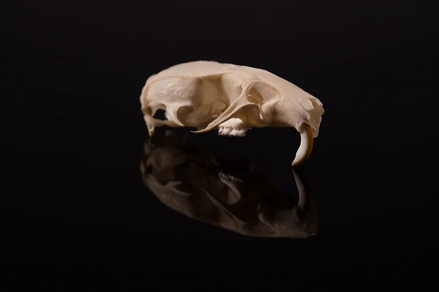 Rata parda (Rattus norvegicus) adulta vista lateral, pelaje pardo grisáceo