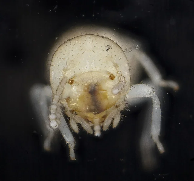 Termita subterránea obrera (Reticulitermes flavipes) — cuerpo blanco cremoso translúcido, cabeza amarillenta